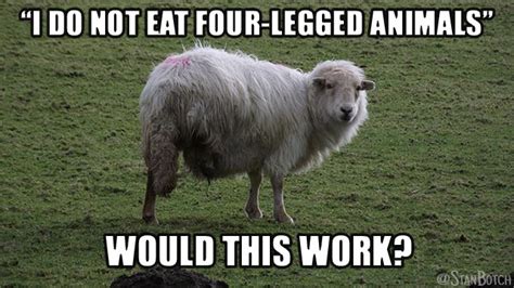 23 Funny Sheep Memes, Botch