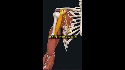 Coracoid Process Of Scapula