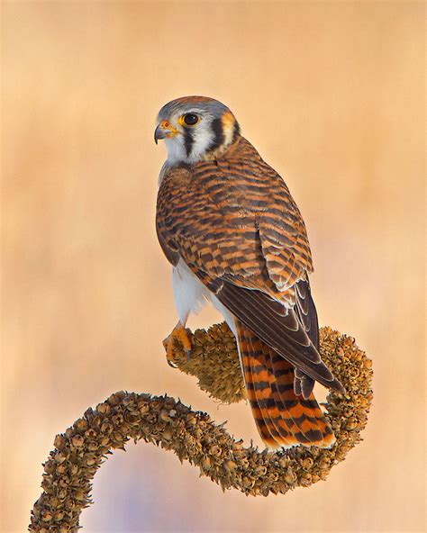 American Kestrel | Audubon Field Guide