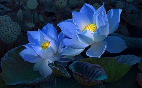 Hd Wallpapers Of Lotus