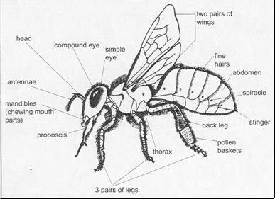 Drone Honey Bee Diagram - Drone HD Wallpaper Regimage.Org