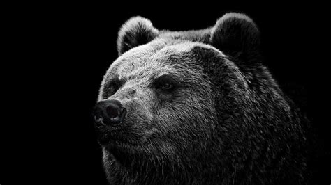 Grizzly Bear Backgrounds - Wallpaper Cave