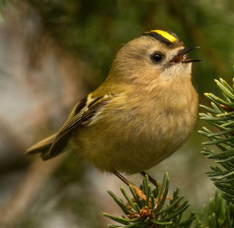 The Day Gets Better. Just came across the Smallest Bird the UK. My best pictures of a Goldcrest ...