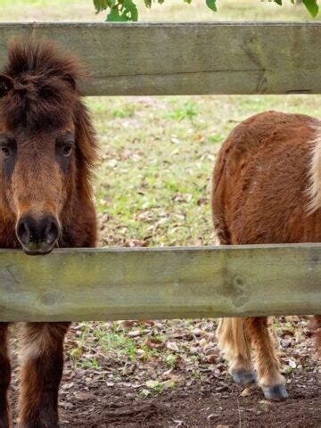 Types of Hobbles for Horses - Helpful Horse Hints