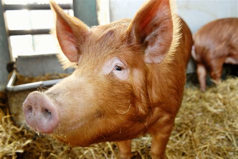 7 Pig Breeds to Raise on Your Farm