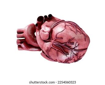 3d Realistic Anatomy Human Heart Isolated Stock Illustration 2254060323 | Shutterstock