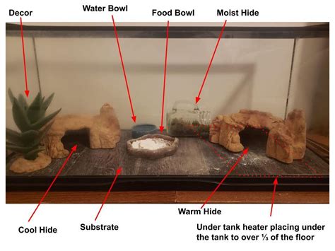 Best Leopard Gecko Enclosure (REVIEWS AND BUYER'S GUIDE)