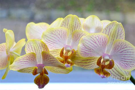 Yellow and pink orchids Photograph by Tine Nordbred - Fine Art America