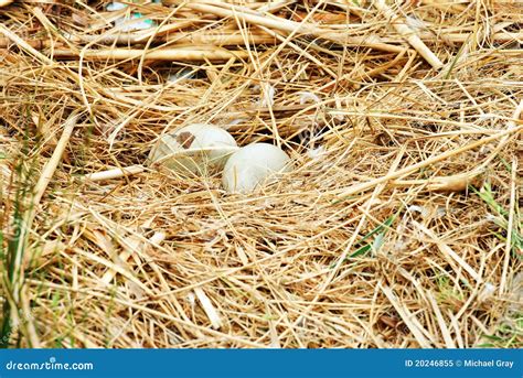 Hatching Swan Egg Royalty Free Stock Photo - Image: 20246855