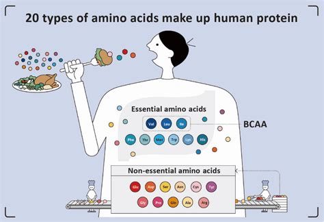 What Are Amino Acids? | Amino Acids Explained | Amino Acids | Ajinomoto Group Global Website ...