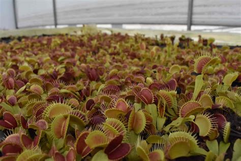 Knowledge Center: Carnivorous Plant: Venus Flytrap