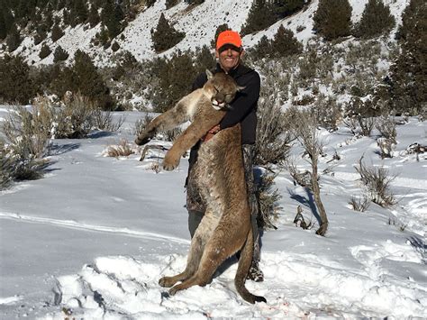 Colorado Mountain Lion Hunting | QRS Outdoor Specialties