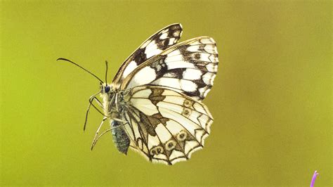 British photographer captures UK's prettiest butterflies on camera - CGTN