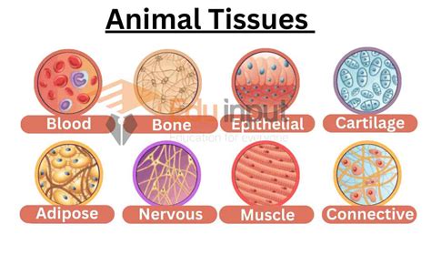 Animal Tissues And Their Functions Pdf