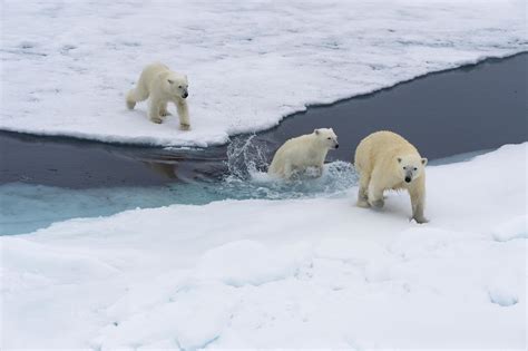 Your plane travel destroys polar bear habitat