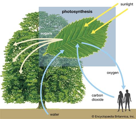 Types of Green Plants Photosynthesis | Foliar Garden