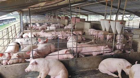 How pig farming business changed my life - Motivation Africa