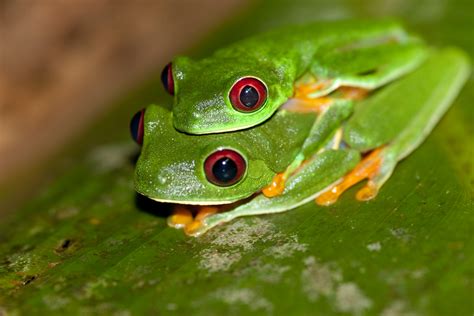 File:Red-eyed Tree Frog (Agalychnis callidryas) 2.jpg