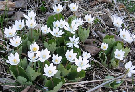 Native Canadian flowers for early spring – Garden Making