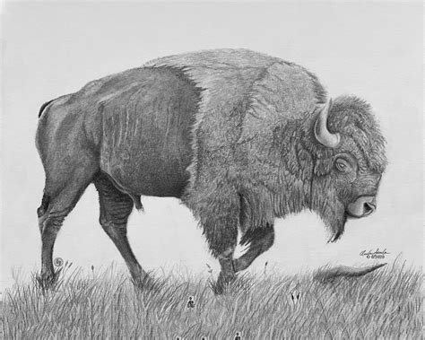 Buffalo Drawing, Bison Sketch, Buffalo Sketch, Bison Drawing, Buffalo in a Field - Etsy