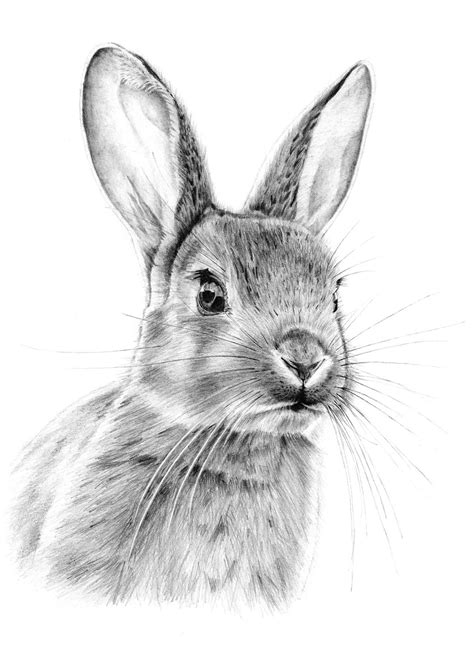 Realistic Rabbit Drawing at PaintingValley.com | Explore collection of Realistic Rabbit Drawing