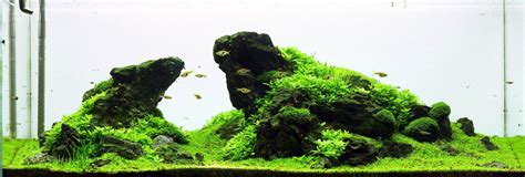 Iwagumi - | Aquasabi | Aquasabi - Aquascaping Shop