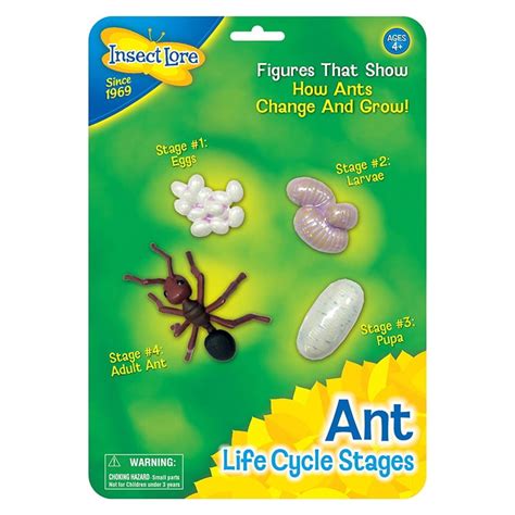 ANT LIFE CYCLE STAGES - Walmart.com