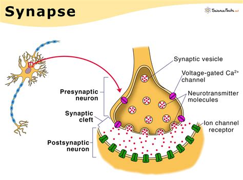 Electrical Synapse Diagram