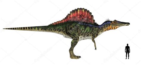 Spinosaurus Size Comparison ⬇ Stock Photo, Image by © Chastity #10963013