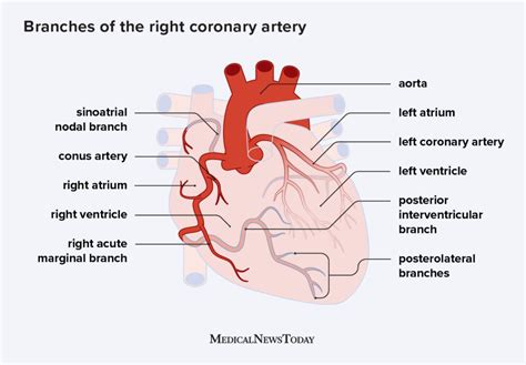 Arteries Of The Heart Diagram