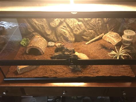 My baby leopard gecko, Jasper, has a nice new tank upgrade. 10 gallon to 40 gallon. : r ...