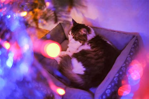 40+ Cats Sleeping Under Christmas Tree Stock Photos, Pictures & Royalty-Free Images - iStock