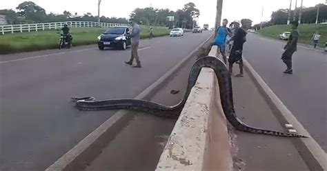 Bystanders In Brazil Teamed Up To Help A Giant Anaconda Cross The Road | Bored Panda