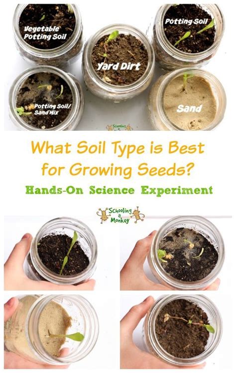 Seed sprouting science experiment | Science experiments kids elementary, Plants science ...