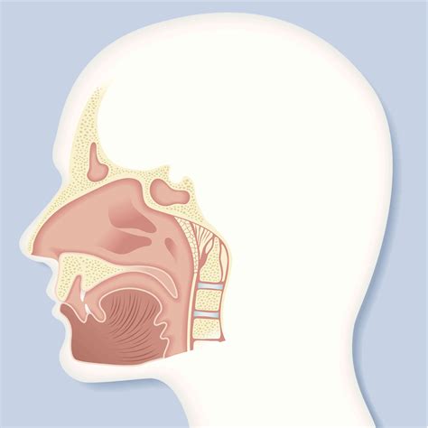 The Nasal Cavity: Anatomy, Function and Treatment