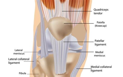 Knee Tendon Injuries: Causes and Management - Sport Doctor London