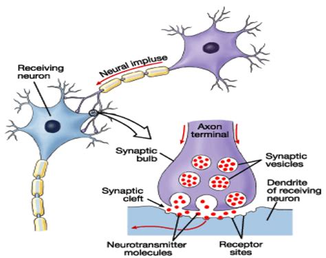 Neuron Synapse - Viewing Gallery