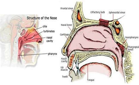 Structure Of Nasal Cavity Download Scientific Diagram | atelier-yuwa.ciao.jp