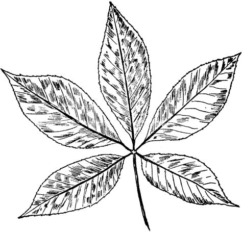 Buckeye Leaf | ClipArt ETC