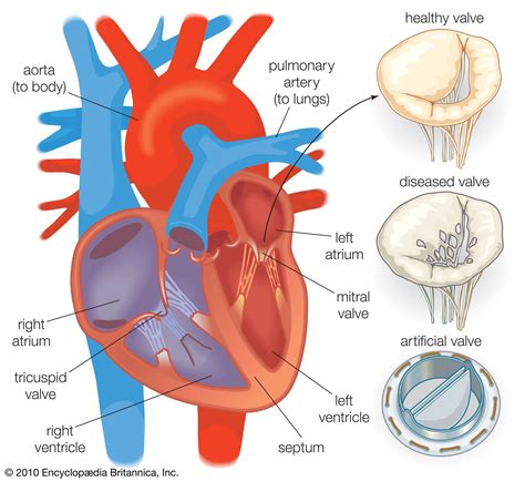 Heart Valves Anatomy | Images and Photos finder