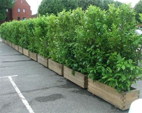 11 Sample Best Plants For Privacy Fence With DIY | Home decorating Ideas