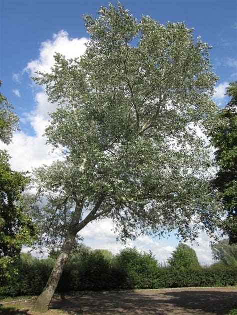 white poplar tree identification - Carlota Orozco