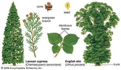 Temperate forest | Description, Types, Plants, Animals, & Facts | Britannica