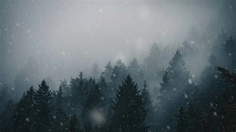 Winter Forest Snow Live Wallpaper - MoeWalls