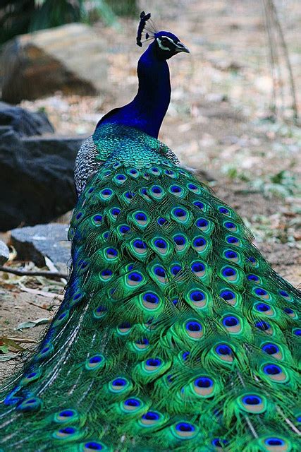 Peacock Home Inspiration | Feng Shui Color | Feng Shui Interior Design | The Tao of Dana