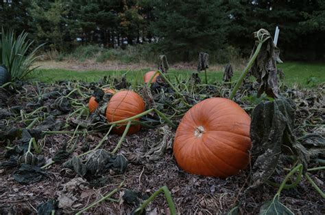 Pumpkin Patch Autumn - Free photo on Pixabay - Pixabay