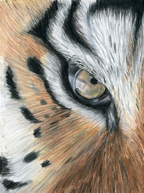 Drawing With Colored Pencil: Techniques And Tiger Eyes (FLEX Class) Small Online Class For Ages ...