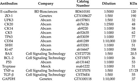 Detailed information regarding antibodies used for western blot. | Download Scientific Diagram