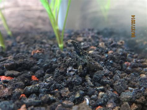 Help with shrimp identification? | The Planted Tank Forum