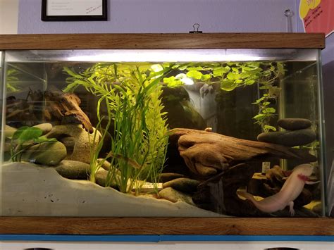 Axolotl Habitat Axolotl Habitats Axolotl Tank | The Best Porn Website